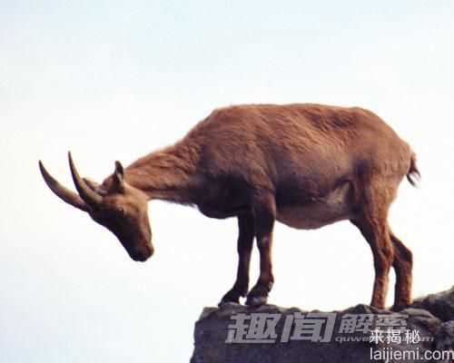 过去十年全球灭绝的十大动物54 / 作者:UFO来啦 / 帖子ID:65892