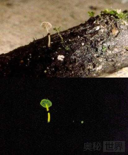 会发光的蘑菇是真的吗？真的，简直太美了926 / 作者:UFO来啦 / 帖子ID:62022