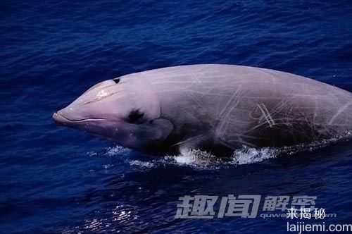 南极现神秘歌声：疑出自新种突吻鲸所唱152 / 作者:UFO来啦 / 帖子ID:62521