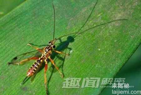 盘点：动物界的十大超级“变态杀手”819 / 作者:UFO来啦 / 帖子ID:65224