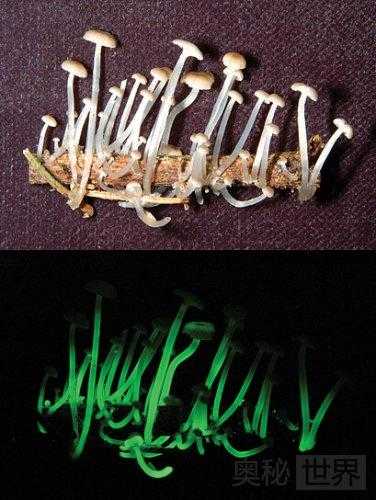 会发光的蘑菇是真的吗？真的，简直太美了337 / 作者:UFO来啦 / 帖子ID:62022