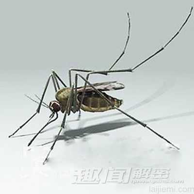 盘点十六大动物奇闻：宝石黄蜂毒倒蟑螂739 / 作者:UFO来啦 / 帖子ID:65122