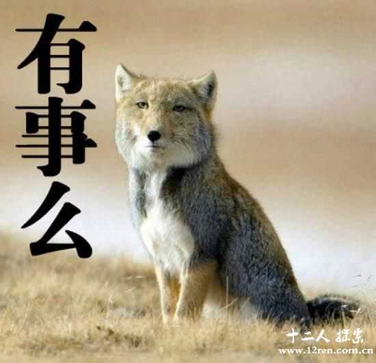 高山地区哺乳动物藏狐，一夜之间成了表情包帝(附图)182 / 作者:UFO来啦 / 帖子ID:66207