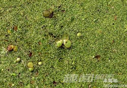 揭秘世界上最奇怪的的植物791 / 作者:UFO来啦 / 帖子ID:63943