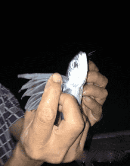 福建市民捕获怪鱼 长6条腿和蜻蜓翅膀600 / 作者:UFO来啦 / 帖子ID:65324
