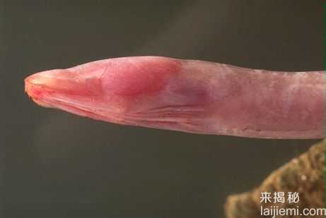 世上最怪异的动物：幽灵鲨和“吸血鬼”340 / 作者:UFO来啦 / 帖子ID:61349