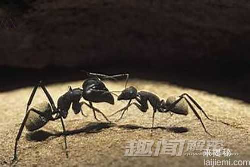 奇特蚂蚁首尾相连，共同托运大型猎物526 / 作者:UFO来啦 / 帖子ID:63456