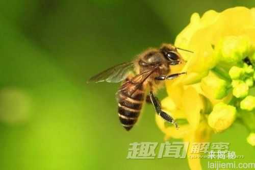 流言揭秘：关于动物最常见的十个谬误890 / 作者:UFO来啦 / 帖子ID:64673