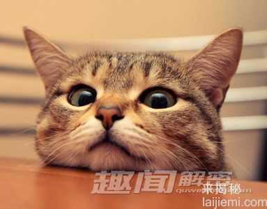 哪些动物的记忆是远超人类的？577 / 作者:UFO来啦 / 帖子ID:62804