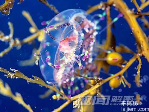 奇异！盘点世界十大色彩斑斓的海洋生物411 / 作者:UFO来啦 / 帖子ID:63453