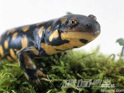 盘点：十大能靠阳光维持生长的动物782 / 作者:UFO来啦 / 帖子ID:65226
