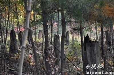 中国十大UFO事件盘点 传闻暗藏外星人阴谋159 / 作者:UFO来啦 / 帖子ID:60825