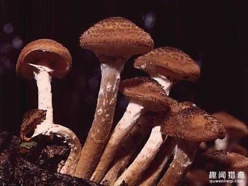 世界上最大的生物是什么？竟是这种在地下长了2400年的家伙596 / 作者:UFO来啦 / 帖子ID:66332