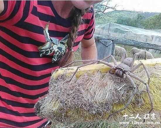 澳洲惊现巨型蜘蛛，妹子一把抓起(男孩吓得掉进湖里)571 / 作者:UFO来啦 / 帖子ID:64772