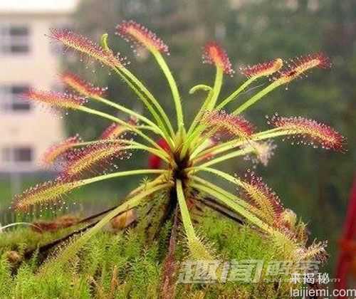 致命诱惑 十大美丽的食虫植物788 / 作者:UFO来啦 / 帖子ID:65614