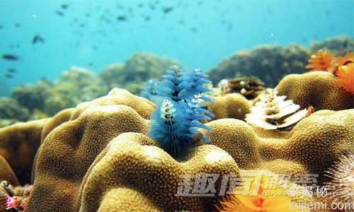 艳丽多姿！十大最美的海洋生物937 / 作者:UFO来啦 / 帖子ID:65618