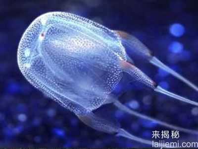 盘点：海底最危险的十大动物排行榜530 / 作者:UFO来啦 / 帖子ID:65235