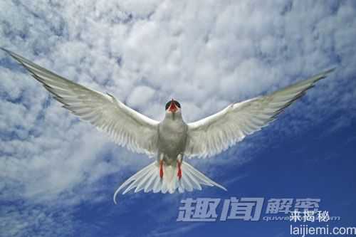 盘点世界上十大最强悍的动物703 / 作者:UFO来啦 / 帖子ID:65038