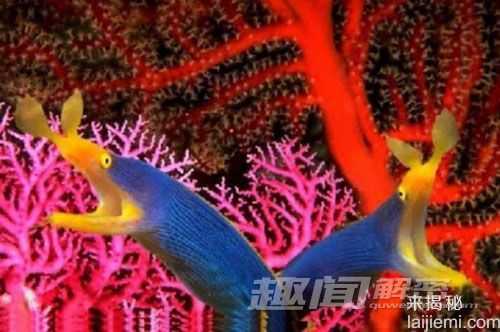 震惊！揭秘世界上十种奇特蓝色动物222 / 作者:UFO来啦 / 帖子ID:66109