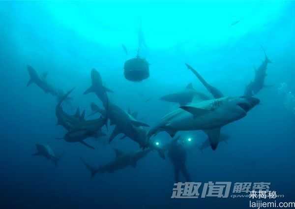 揭秘最毒动物：箭毒蛙可杀死10个成年男子729 / 作者:UFO来啦 / 帖子ID:63990