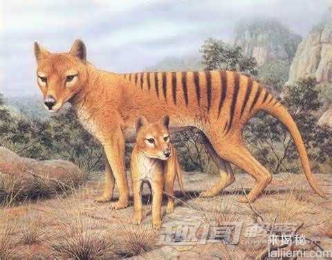 10种已灭绝但仍可能存在的远古动物793 / 作者:UFO来啦 / 帖子ID:61150