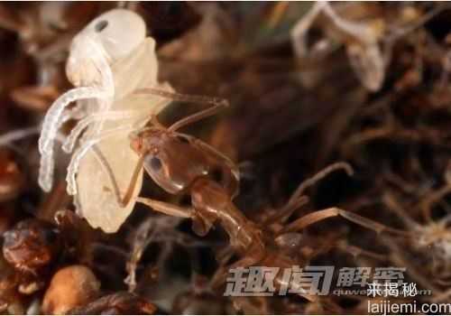 10则关于蚂蚁的秘闻-兵蚁已存在至少1亿年733 / 作者:UFO来啦 / 帖子ID:61169