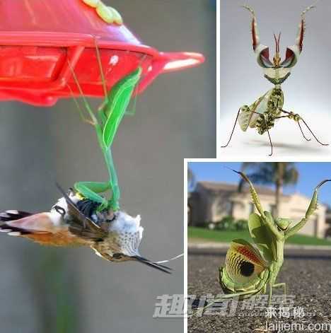 自然界九大奇特动物 可自由伸缩膨胀112 / 作者:UFO来啦 / 帖子ID:65598