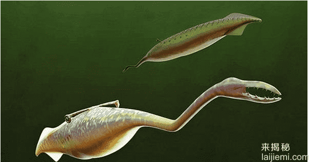 史上最诡异生物：似挖掘机无法归类987 / 作者:UFO外星人爱好者 / 帖子ID:59096