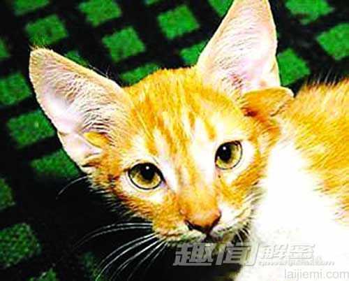 世上长相最怪异的动物-流浪猫酷似伏地魔190 / 作者:UFO来啦 / 帖子ID:61357