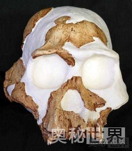 南非发现最早人种树居人遗骸735 / 作者:UFO来啦 / 帖子ID:62538 南非发现最早人种树居人遗骸735 / 作者:UFO来啦 / 帖子ID:62538