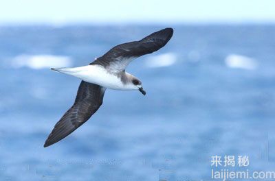 惊奇发现！灭绝生物惊奇复活991 / 作者:UFO来啦 / 帖子ID:63819
