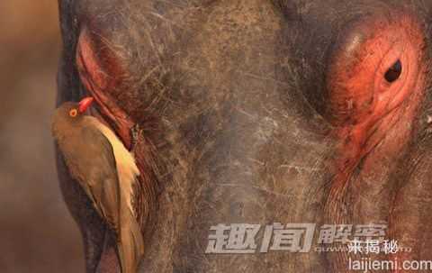 南非椋鸟停落黑斑羚背部似哨兵(图)126 / 作者:UFO来啦 / 帖子ID:62480