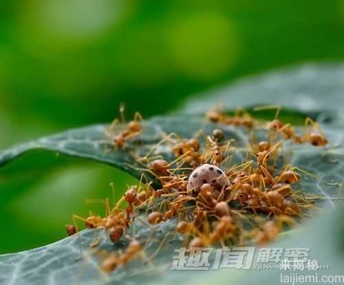 蚂蚁为何是地球上最成功的生物之一？673 / 作者:UFO来啦 / 帖子ID:65712