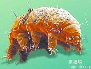 不可思议！盘点：世界上最极端的六种生物544 / 作者:UFO来啦 / 帖子ID:61319