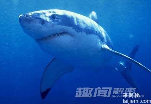 10大杀人动物：大白鲨最可怕393 / 作者:UFO来啦 / 帖子ID:61134