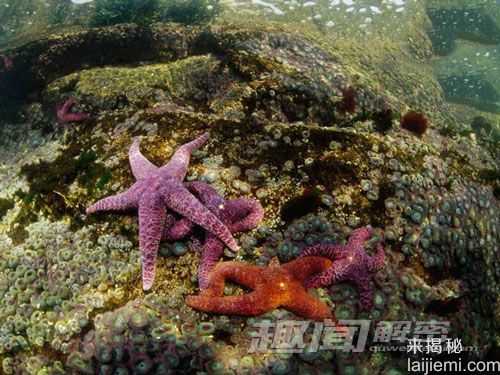 奇异！盘点世界十大色彩斑斓的海洋生物84 / 作者:UFO来啦 / 帖子ID:63453
