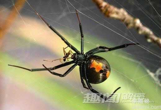 揭秘：动物界十大残酷伦理“血案”242 / 作者:UFO来啦 / 帖子ID:64028