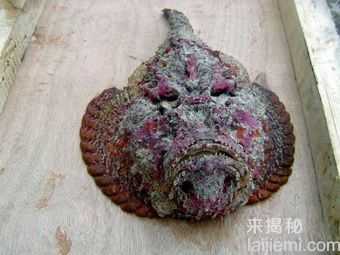 你这辈子都没机会见到的神秘生物627 / 作者:UFO来啦 / 帖子ID:62145