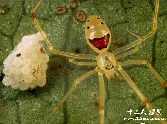 夏威夷特有物种笑脸蜘蛛，腹部图案酷似人脸(无毒)23 / 作者:UFO来啦 / 帖子ID:63303