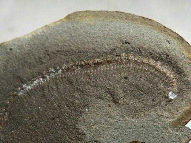 地球上10大远古超级生物, 最后一种发现于中国境内386 / 作者:UFO来啦 / 帖子ID:63064