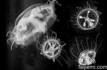 不可思议！出现在现代的神秘史前物种105 / 作者:UFO来啦 / 帖子ID:61369