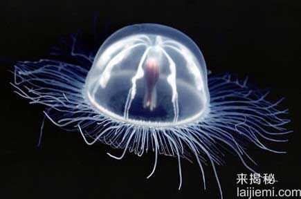 全球十大透明动物大揭密-罕见玻璃蛙537 / 作者:UFO来啦 / 帖子ID:62144