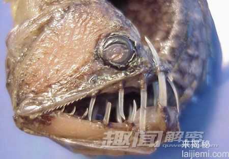 世界十大令人畏惧的深海怪兽158 / 作者:UFO来啦 / 帖子ID:61766 世界十大令人畏惧的深海怪兽158 / 作者:UFO来啦 / 帖子ID:61766