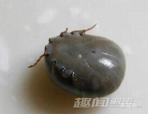 毛骨悚然动物大盘点：恶魔的恐怖化身264 / 作者:UFO来啦 / 帖子ID:64559