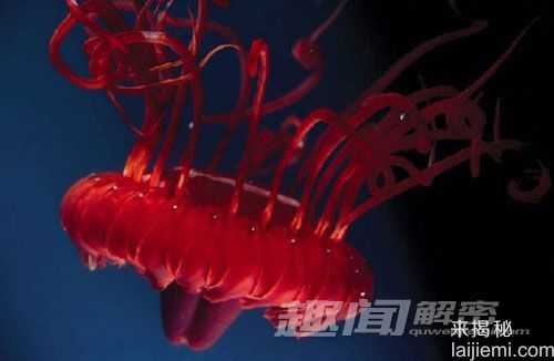 骇人听闻！盘点世界上最毒的动物352 / 作者:UFO来啦 / 帖子ID:66186