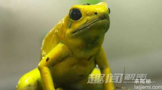 最神秘动物杀手：宽吻海豚激情杀人54 / 作者:UFO来啦 / 帖子ID:64230