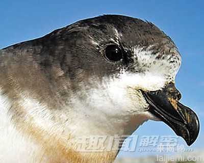 震惊！十大远古灭绝动物离奇复活!196 / 作者:UFO来啦 / 帖子ID:66099