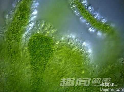 你所不知道的 十大吞食阳光的稀奇生物82 / 作者:UFO来啦 / 帖子ID:62201