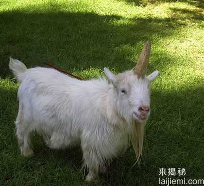 不可思议！现实中九大神奇的独角兽256 / 作者:UFO来啦 / 帖子ID:61315