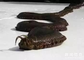 盘点地球上那些独一无二的的怪异动物！基本都没见过727 / 作者:UFO来啦 / 帖子ID:65146